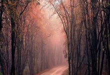 剑灵私服发布网,最新福利活动震撼来袭!